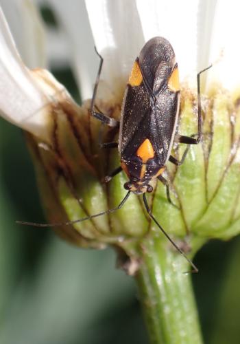 Réf. 309 474 : Capsodes flavomarginatus